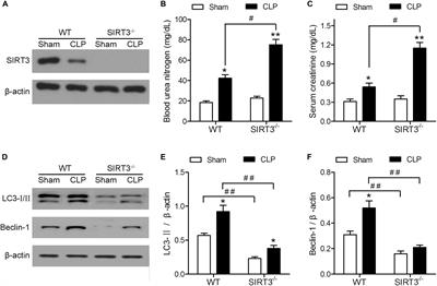 SIRT3 Protects Against Acute Kidney Injury via AMPK/mTOR-Regulated Autophagy